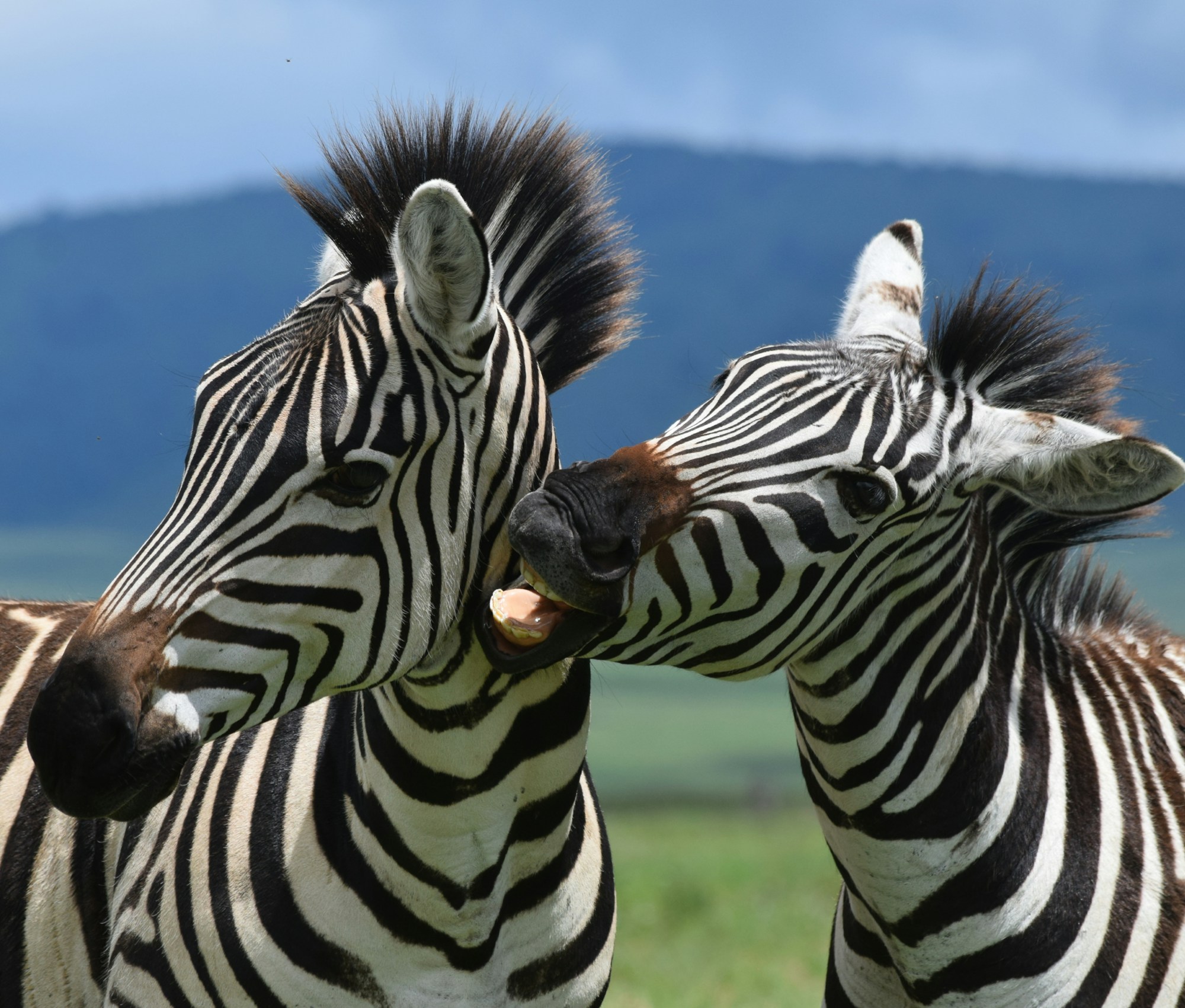 Herd of zebras in the Ngorongoro Crater - Tanzania