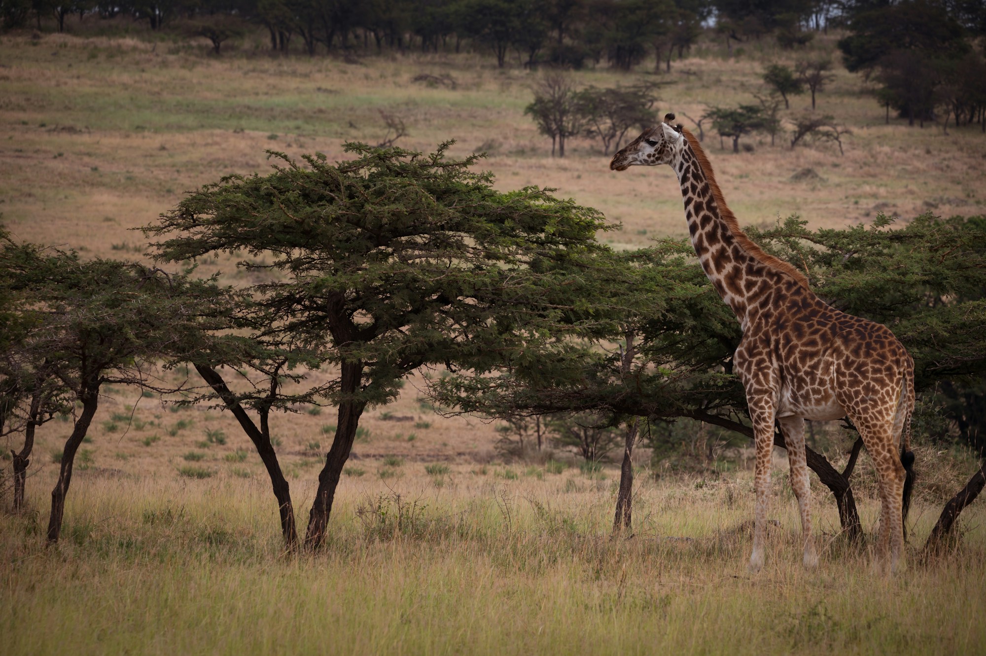 Giraffe on the Serengeti plains with golden sunset - Tanzania