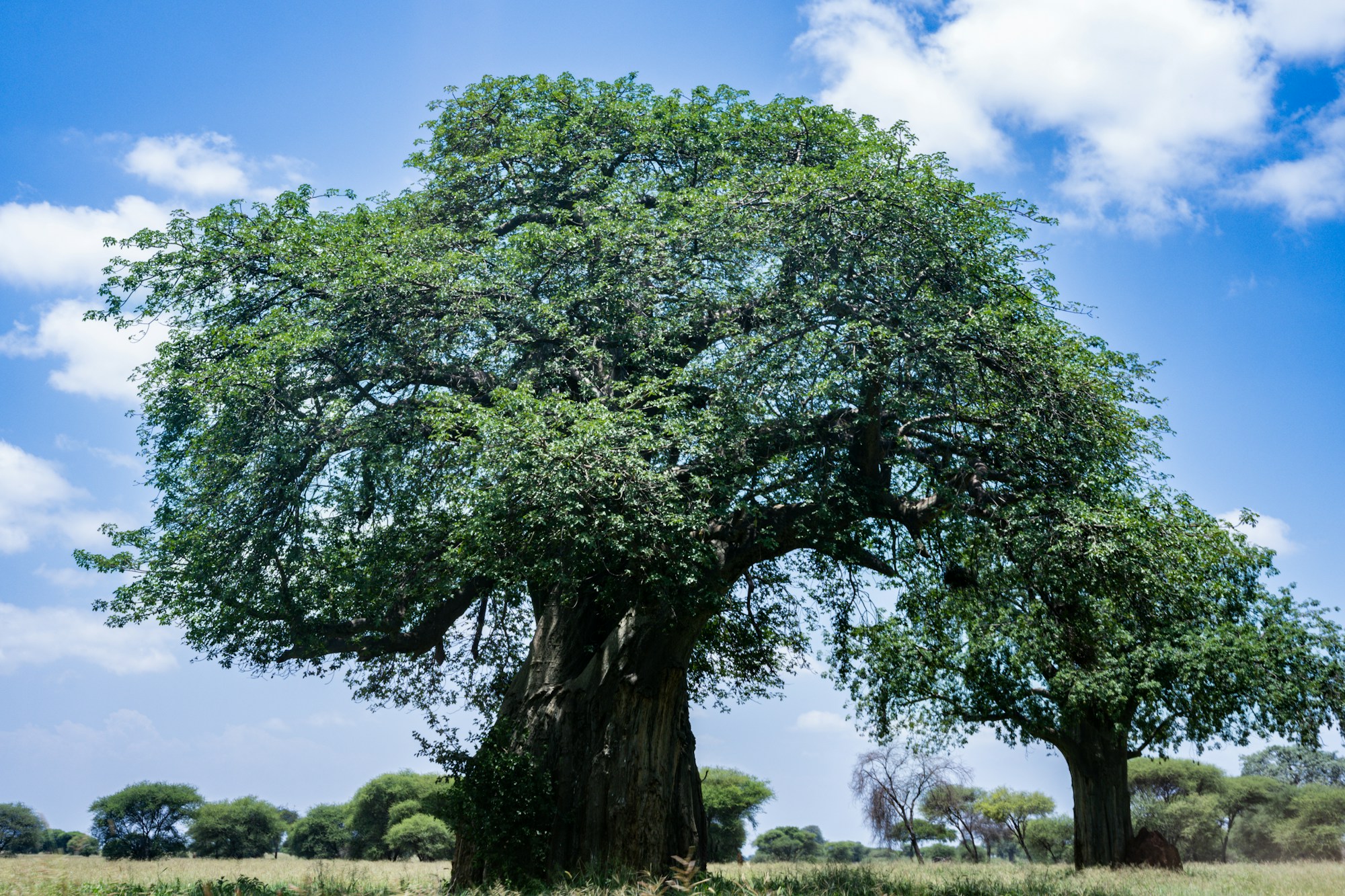 Majestic baobab tree in the savanna of Tarangire National Park - Tanzania