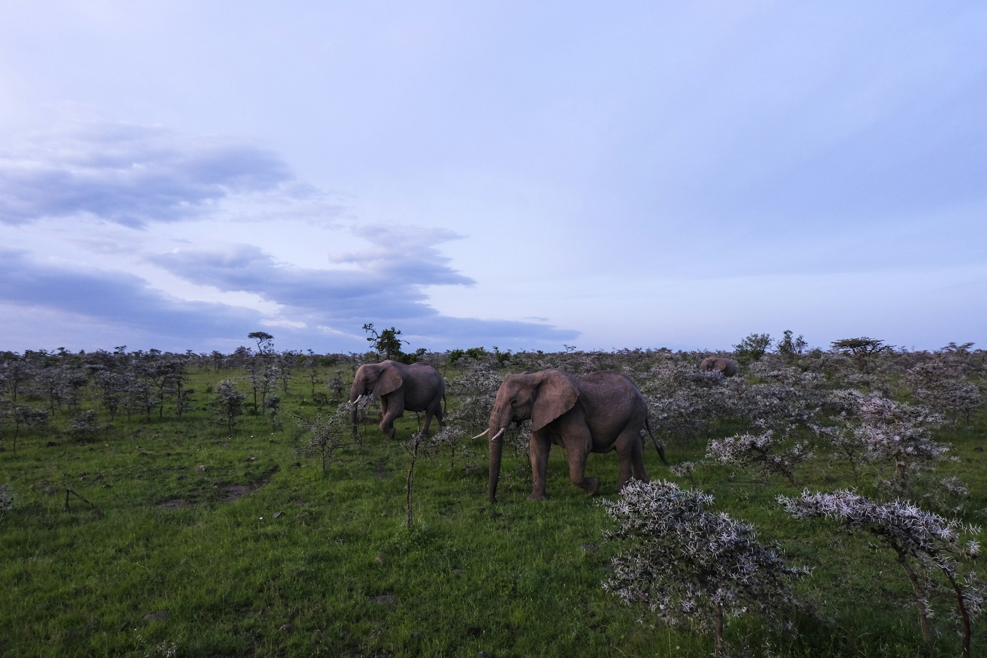 Red elephants in Tsavo National Park - Kenya