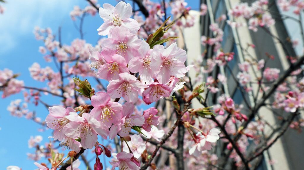 Cerisiers en pleine floraison au Japon — sakura 2026