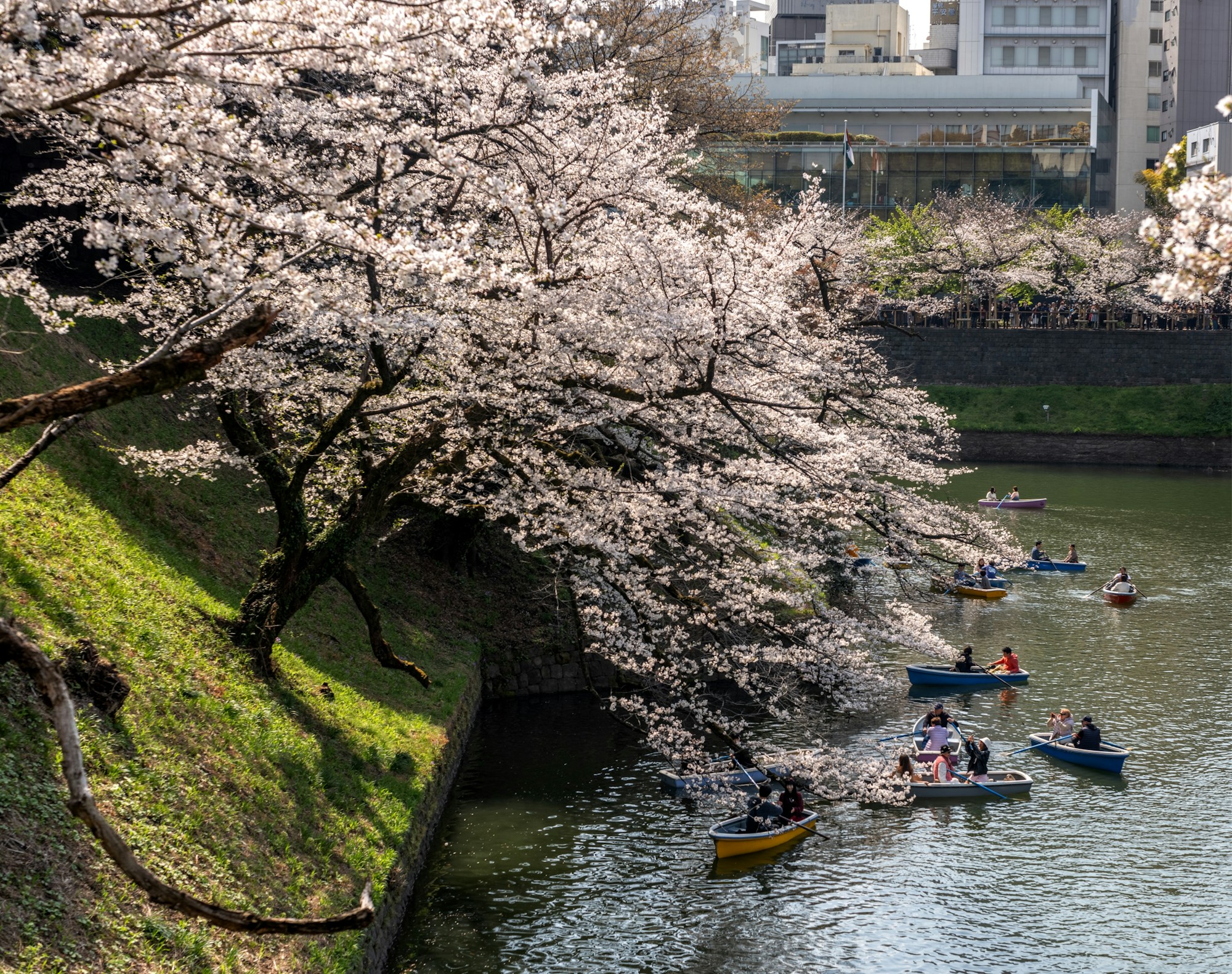 Barques sur les douves de Chidorigafuchi sous les cerisiers en fleurs à Tokyo