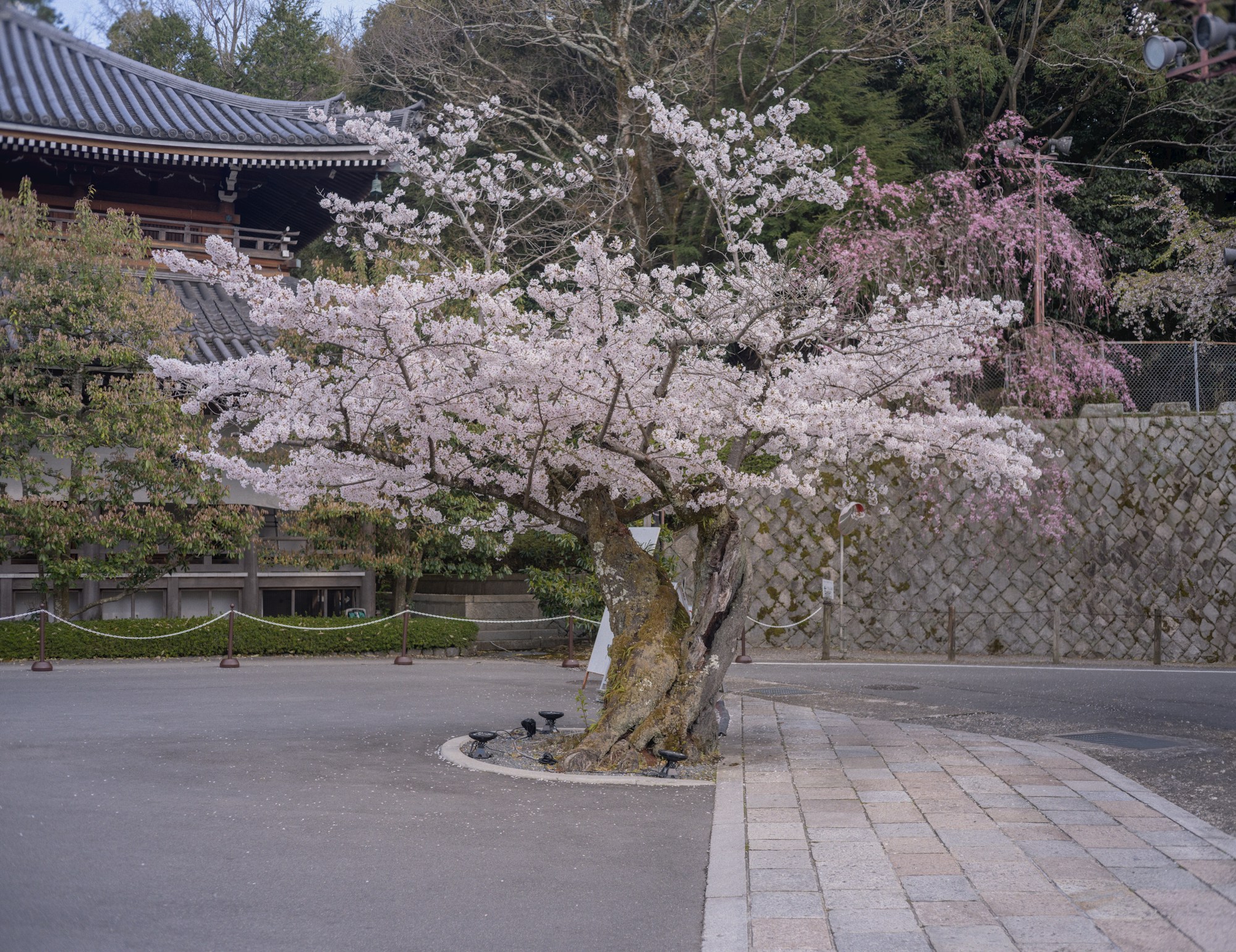 Temple de Kyoto entouré de cerisiers en pleine floraison au printemps 2026