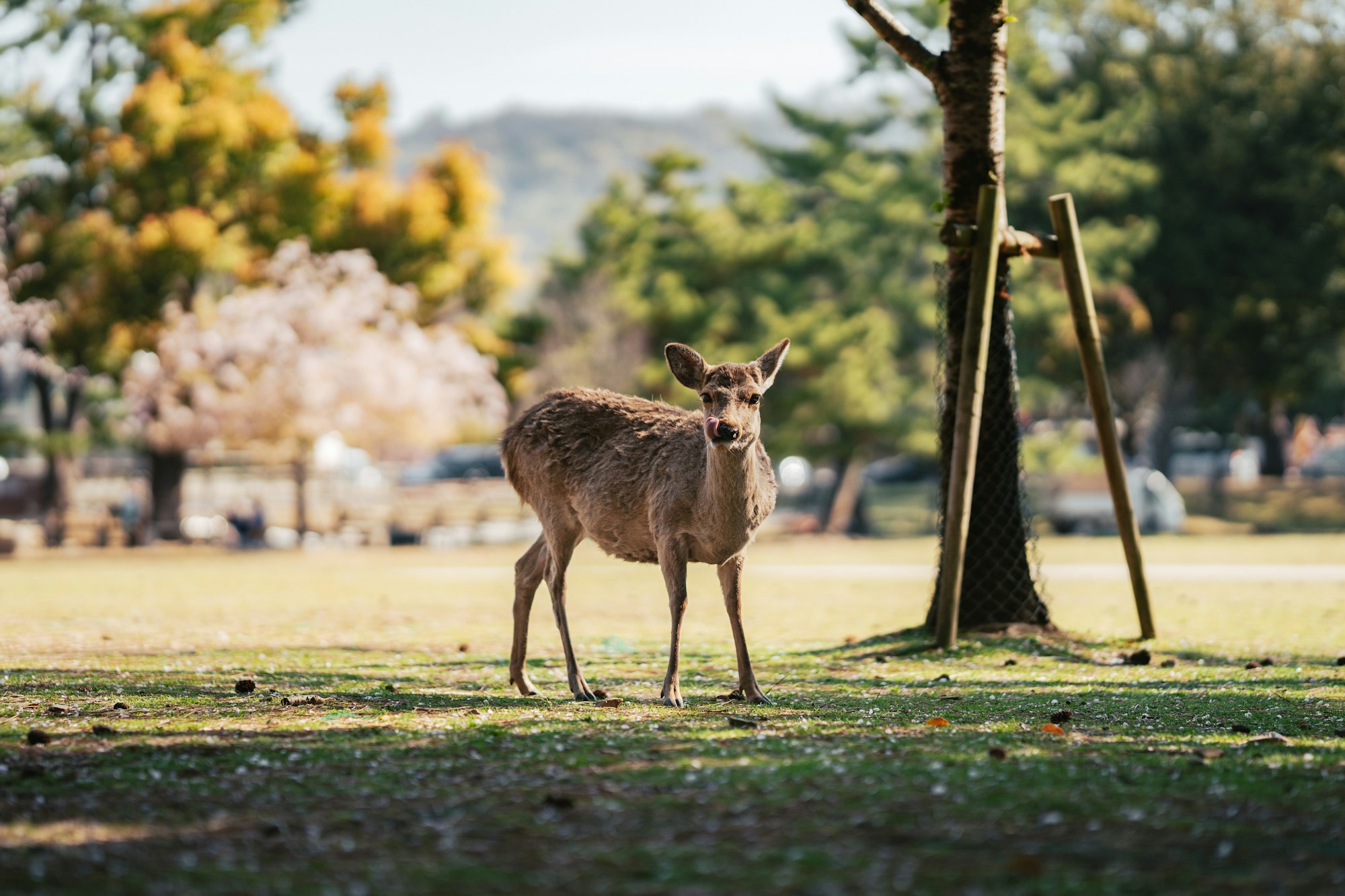Cerf du Parc de Nara au Japon au printemps, au milieu des cerisiers en fleurs