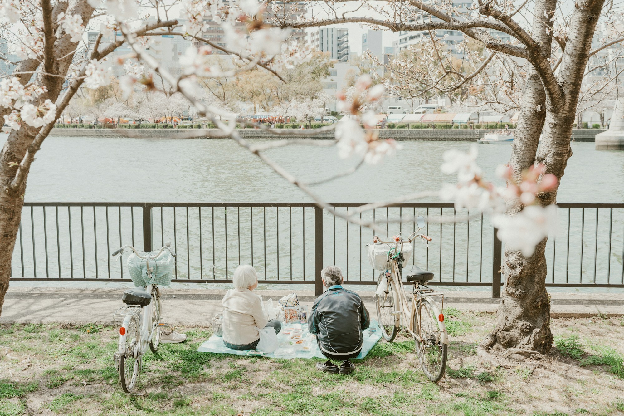Couple se promenant le long de la rivière d'Osaka sous les cerisiers en fleurs