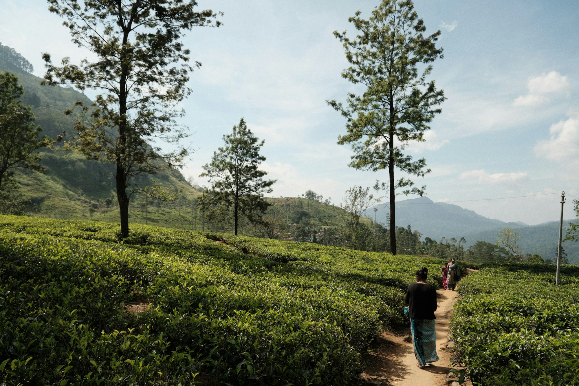Champs de thé à perte de vue à Nuwara Eliya, Sri Lanka