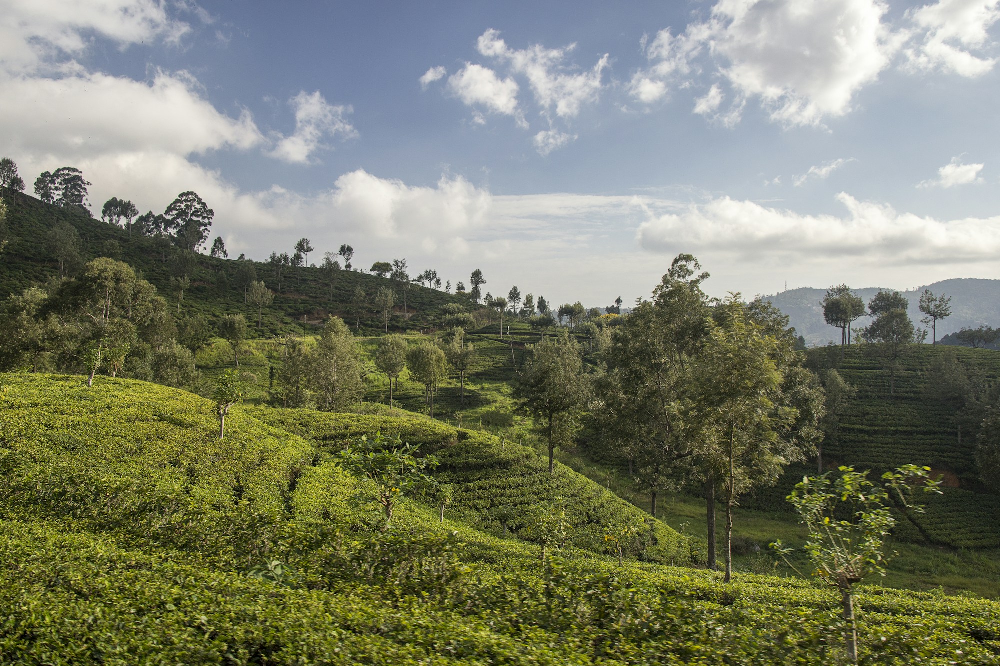 Plantation de thé vue depuis le train Kandy-Ella, Sri Lanka