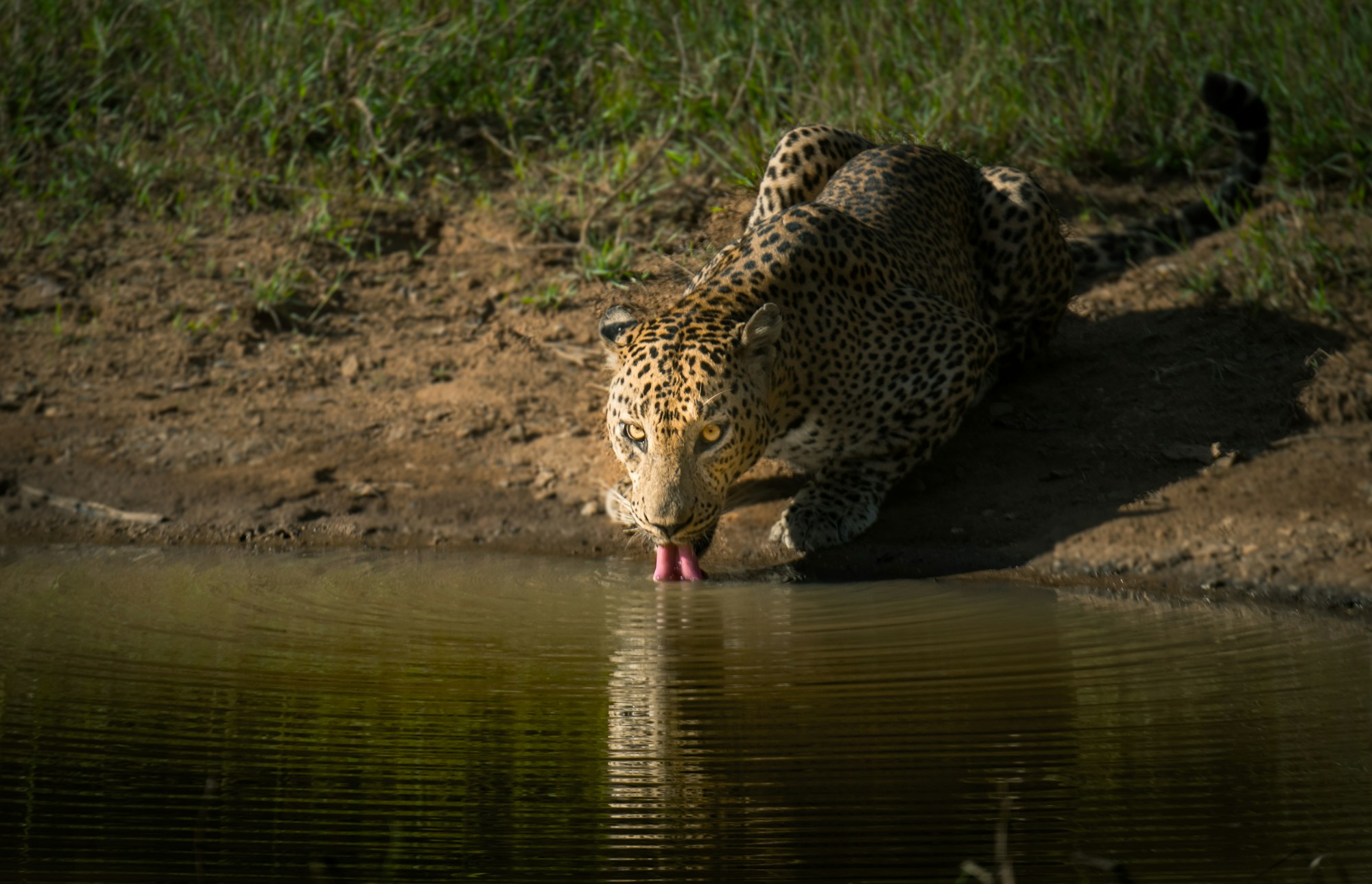 Léopard du Sri Lanka s'abreuvant dans le parc national de Wilpattu