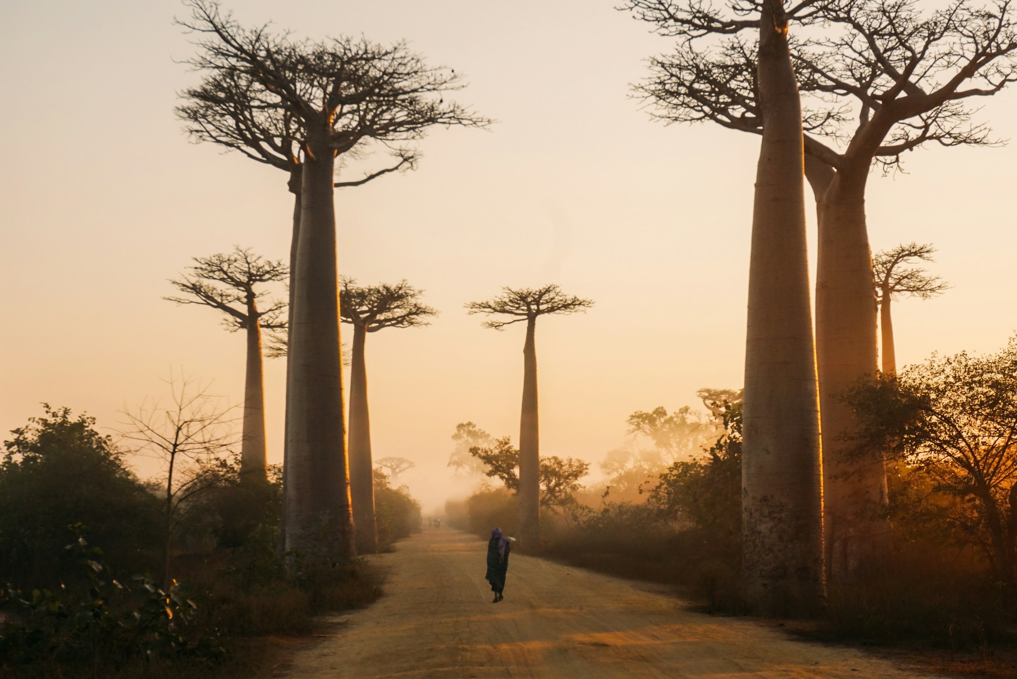 Baobab-Allee bei Sonnenaufgang in Morondava, Madagaskar