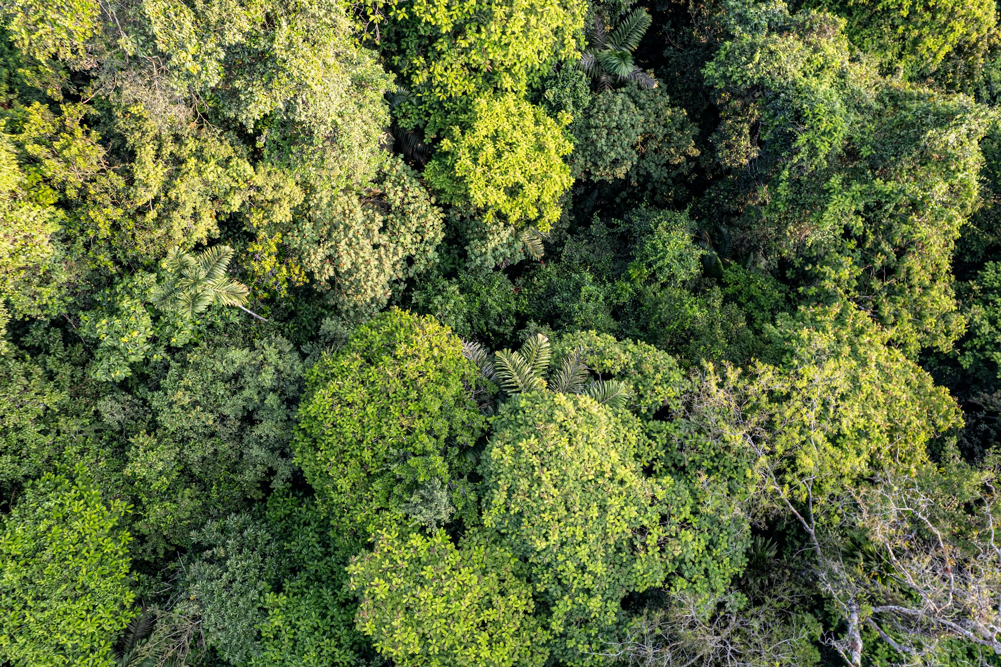 Luftaufnahme des Blatterdachs des tropischen Regenwaldes, repräsentativ fuer die 90 % Waldbedeckung Surinames