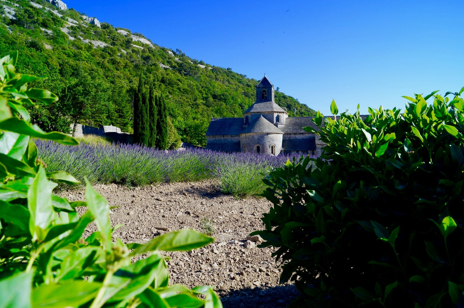 Provençal château surrounded by lavender fields in Provence, France