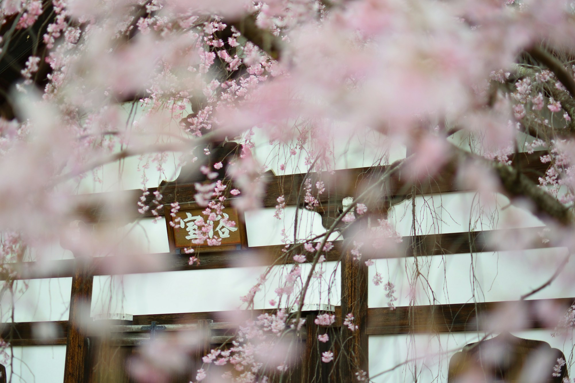 Cerisiers sakura en pleine floraison rose à Kyoto, Japon, allée romantique au printemps