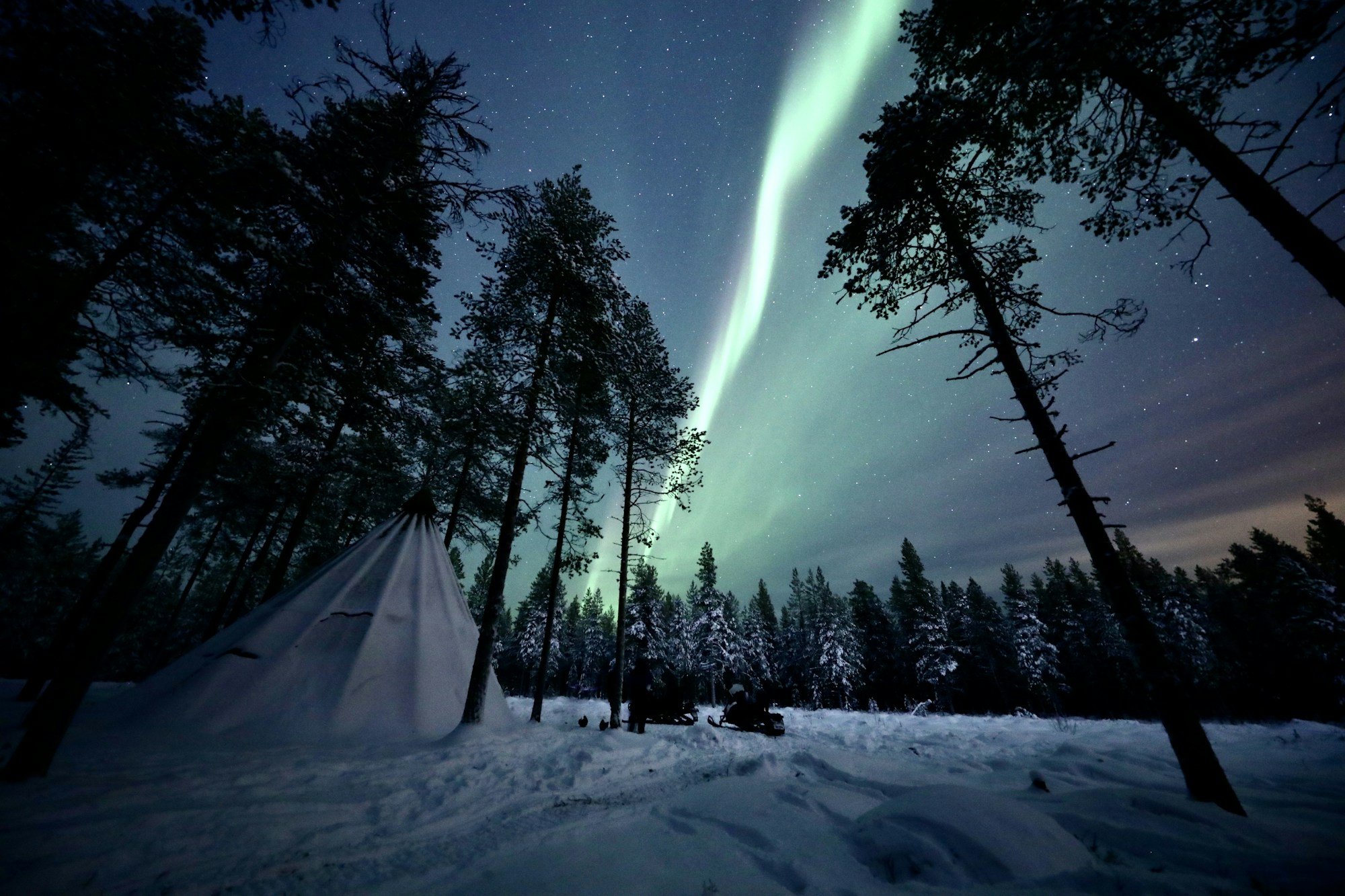 Aurores boréales vertes spectaculaires illuminant la forêt de pins enneigés de Laponie finlandaise