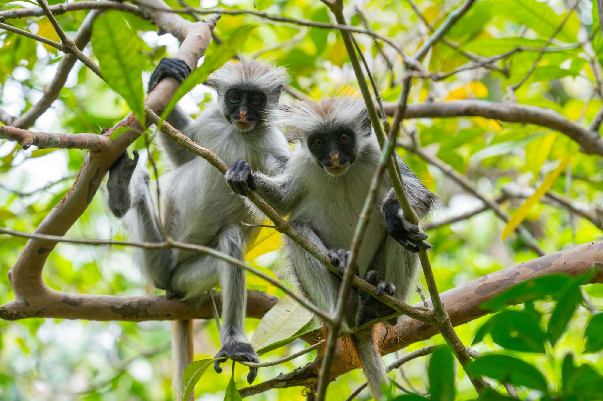Deux singes colobus rouges dans la forêt de Jozani à Zanzibar