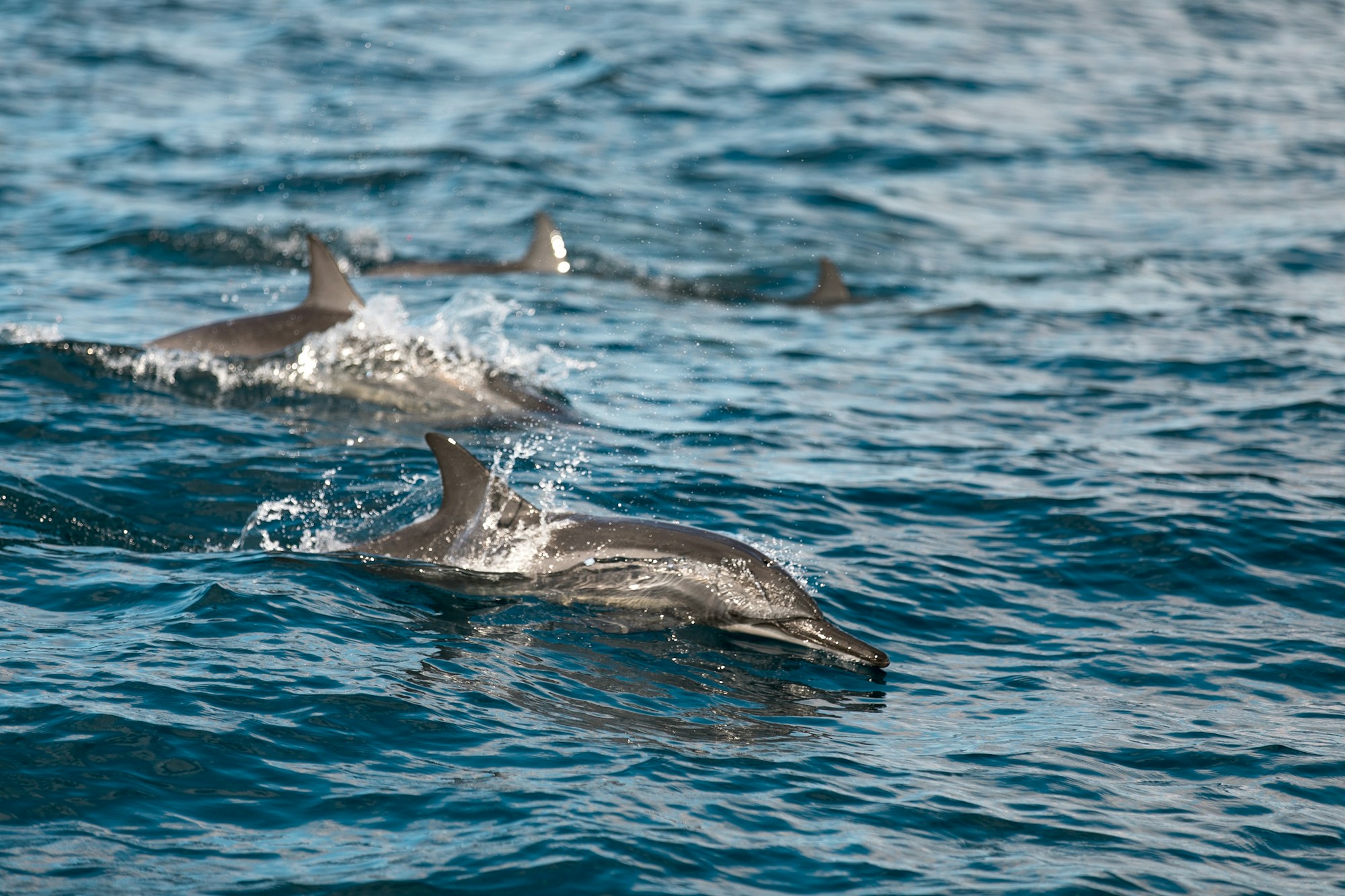 Deux dauphins nageant dans les eaux de l'océan Indien