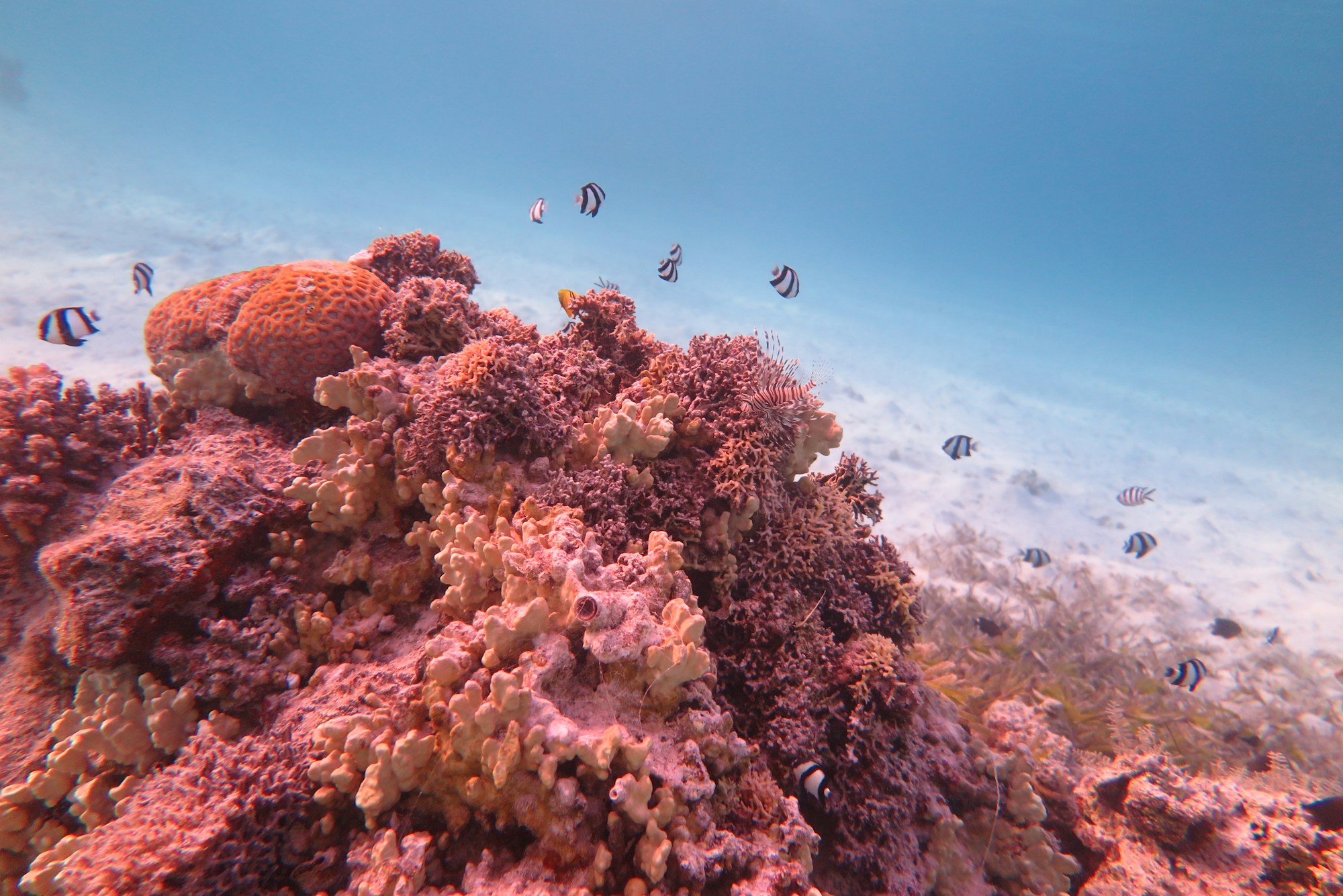 Banc de poissons tropicaux autour d'un récif corallien coloré
