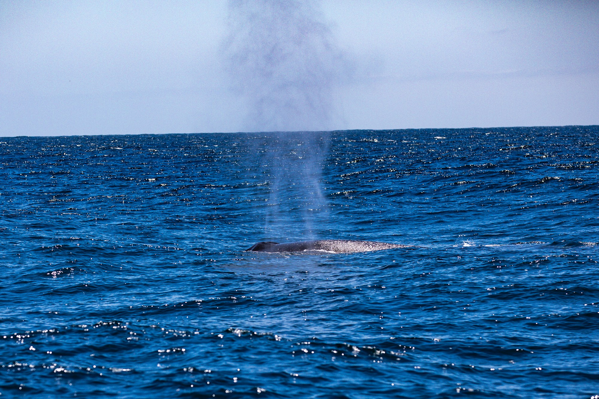Buckelwal bricht aus dem Wasser des Atlantischen Ozeans, Walbeobachtung auf den Azoren, Portugal