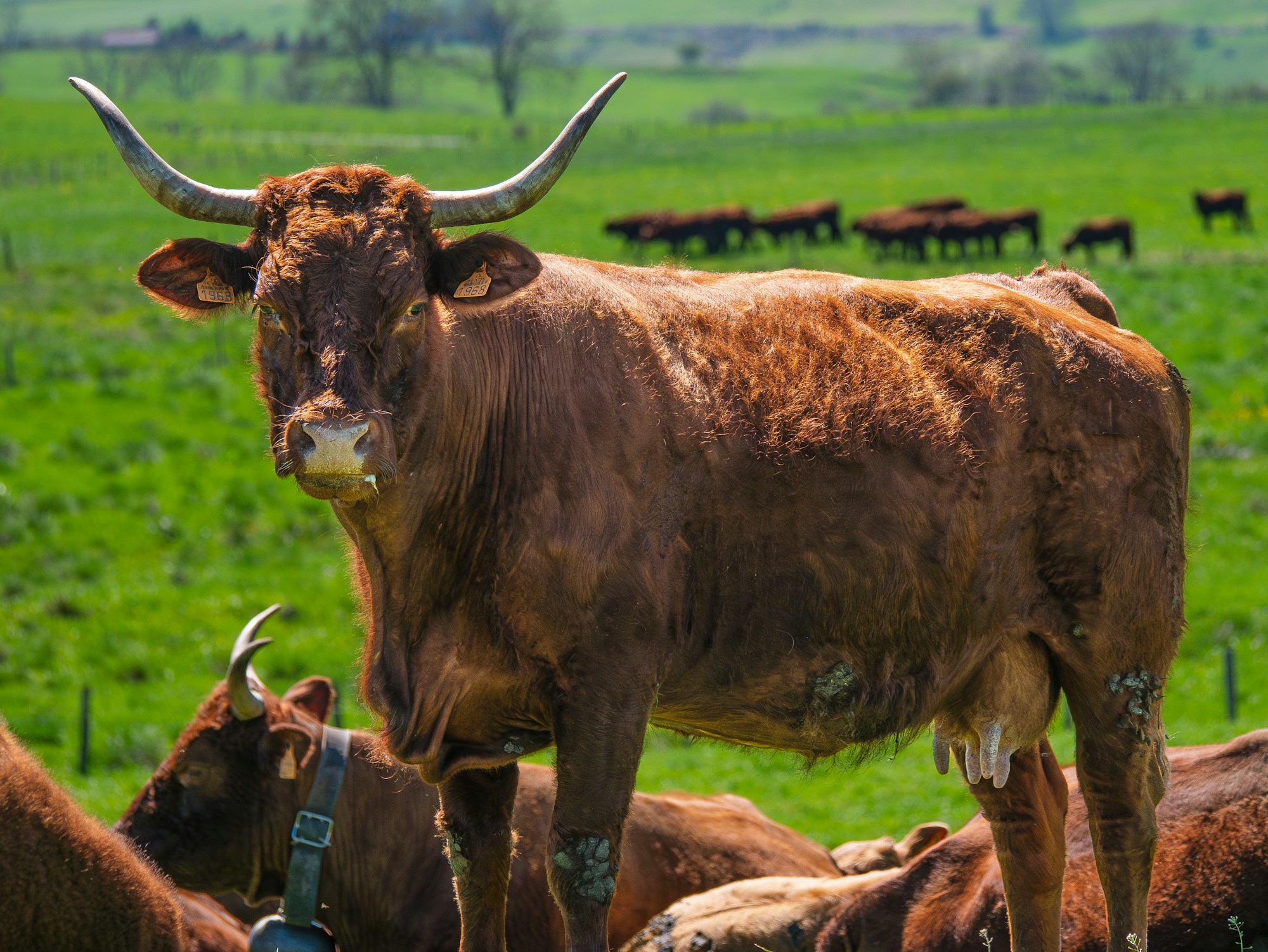 Troupeau de vaches dans les prairies d'altitude du Massif du Cantal, Auvergne