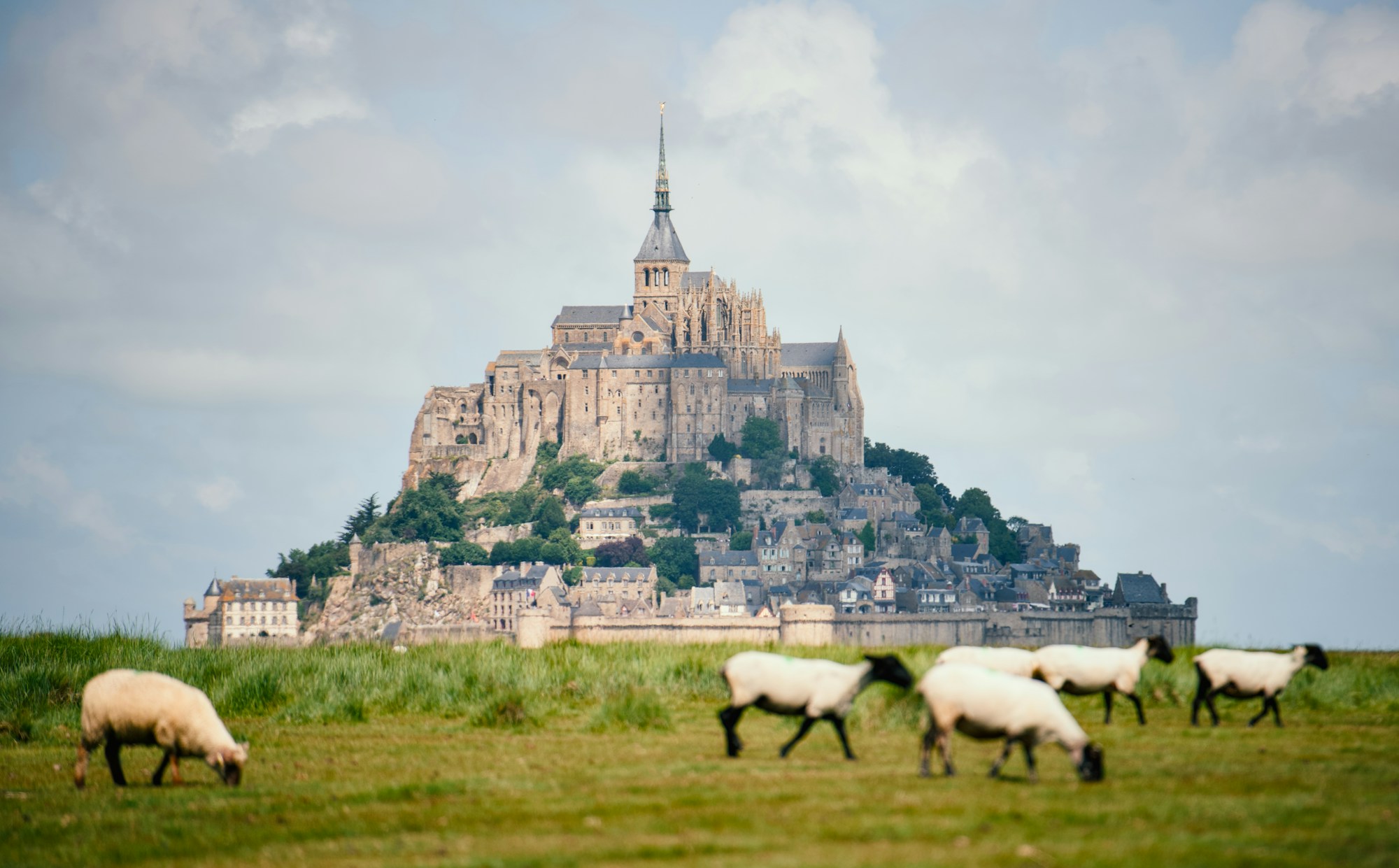 Mont Saint-Michel avec moutons dans les prés salés de Normandie, France