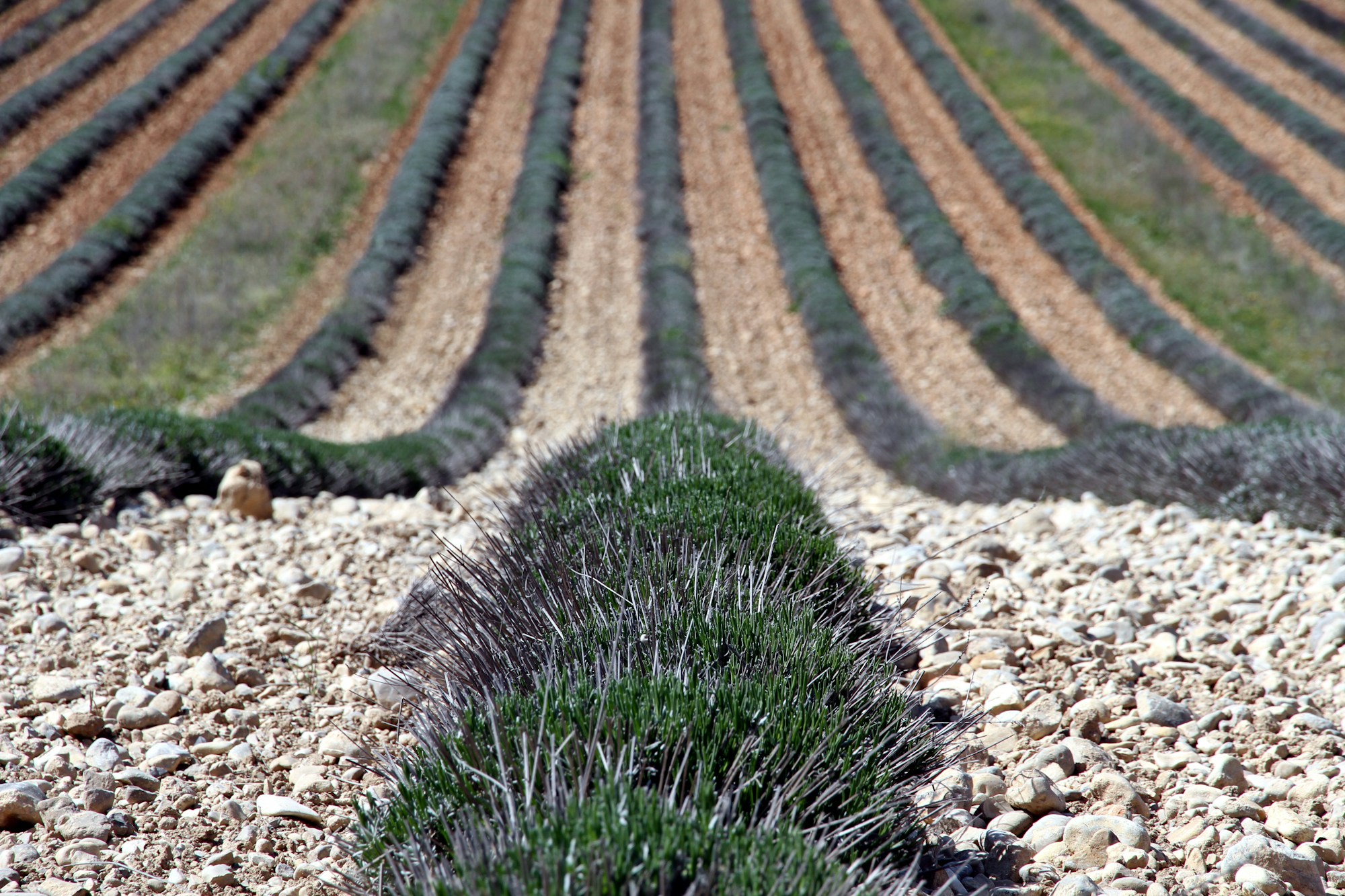 Champs de lavande en Provence après récolte, plateau de Valensole