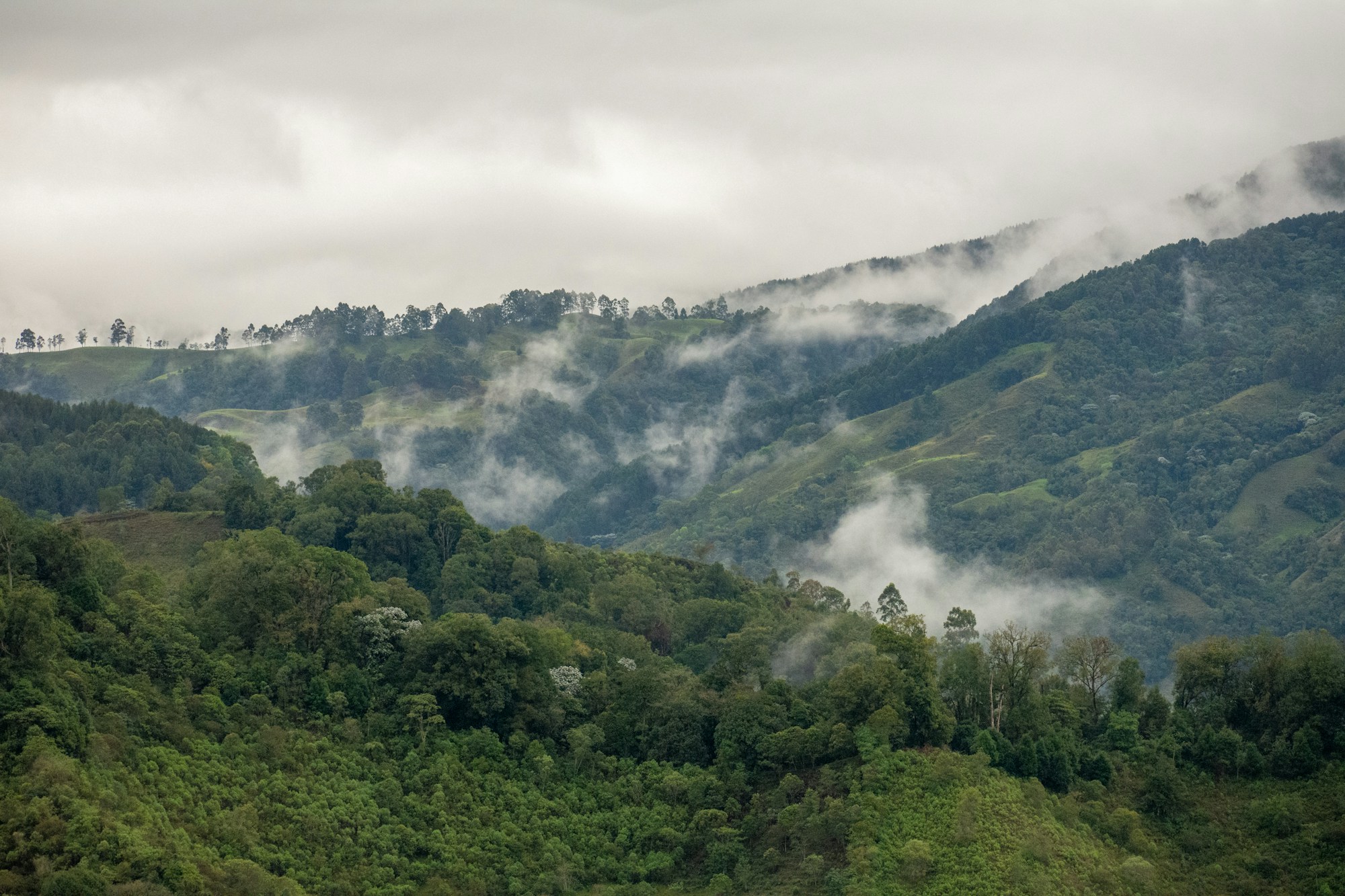 Paysage verdoyant de la vallée de Cocora avec ses palmiers de cire géants en Colombie