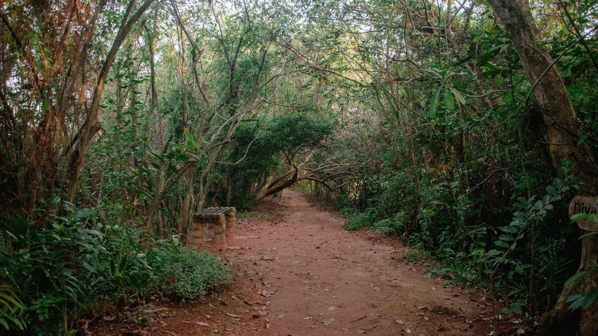 Sentier de randonnée à travers une forêt verdoyante sur le Camino de Santiago