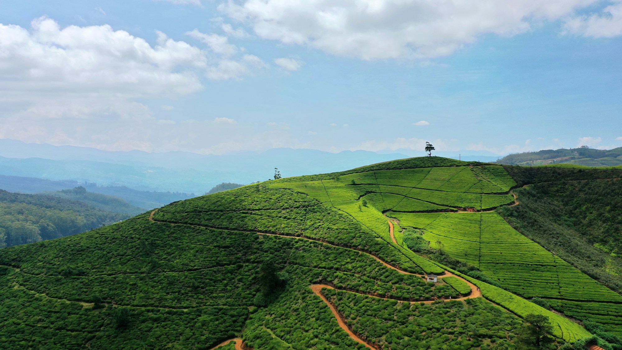 Collines de plantations de thé à Nuwara Eliya, Sri Lanka