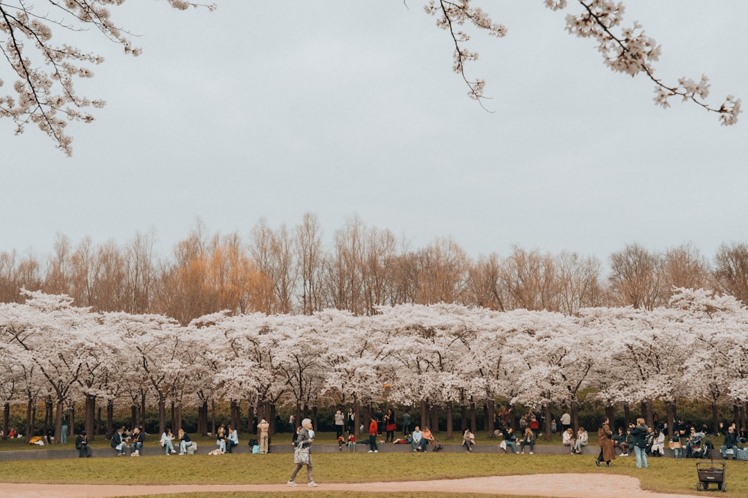 Cerisiers en fleurs au Kersenbloesempark d'Amstelveen, Pays-Bas — parc de sakura au printemps