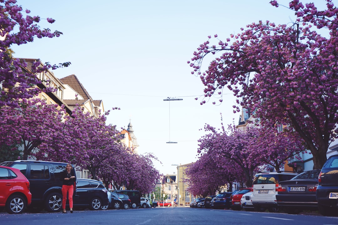 Tunnel de cerisiers en fleurs dans la Heerstraße à Bonn, Allemagne — allée rose au printemps
