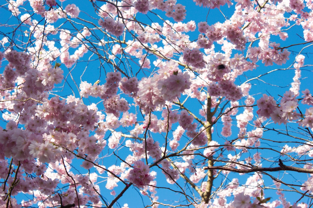 Cerisiers en fleurs à Copenhague, Danemark — allée de sakura au printemps