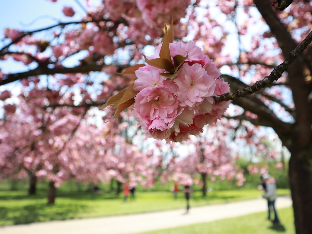 Cerisiers en fleurs au Parc de Sceaux, Île-de-France — allée rose au printemps