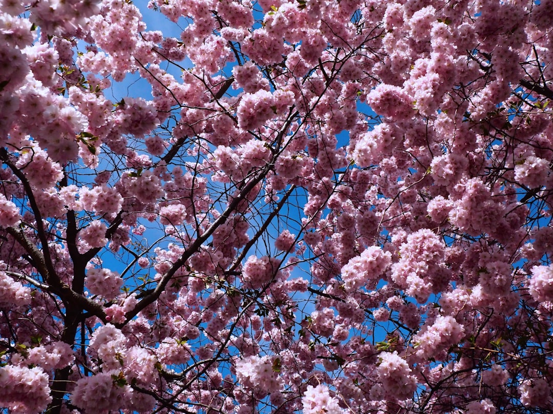 Cerisiers en fleurs au Kungsträdgården de Stockholm, Suède — sakura au printemps nordique