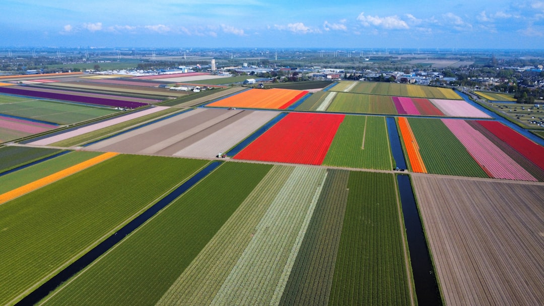Champs de tulipes aux couleurs éclatantes s'étendant jusqu'à l'horizon dans la région du Bollenstreek