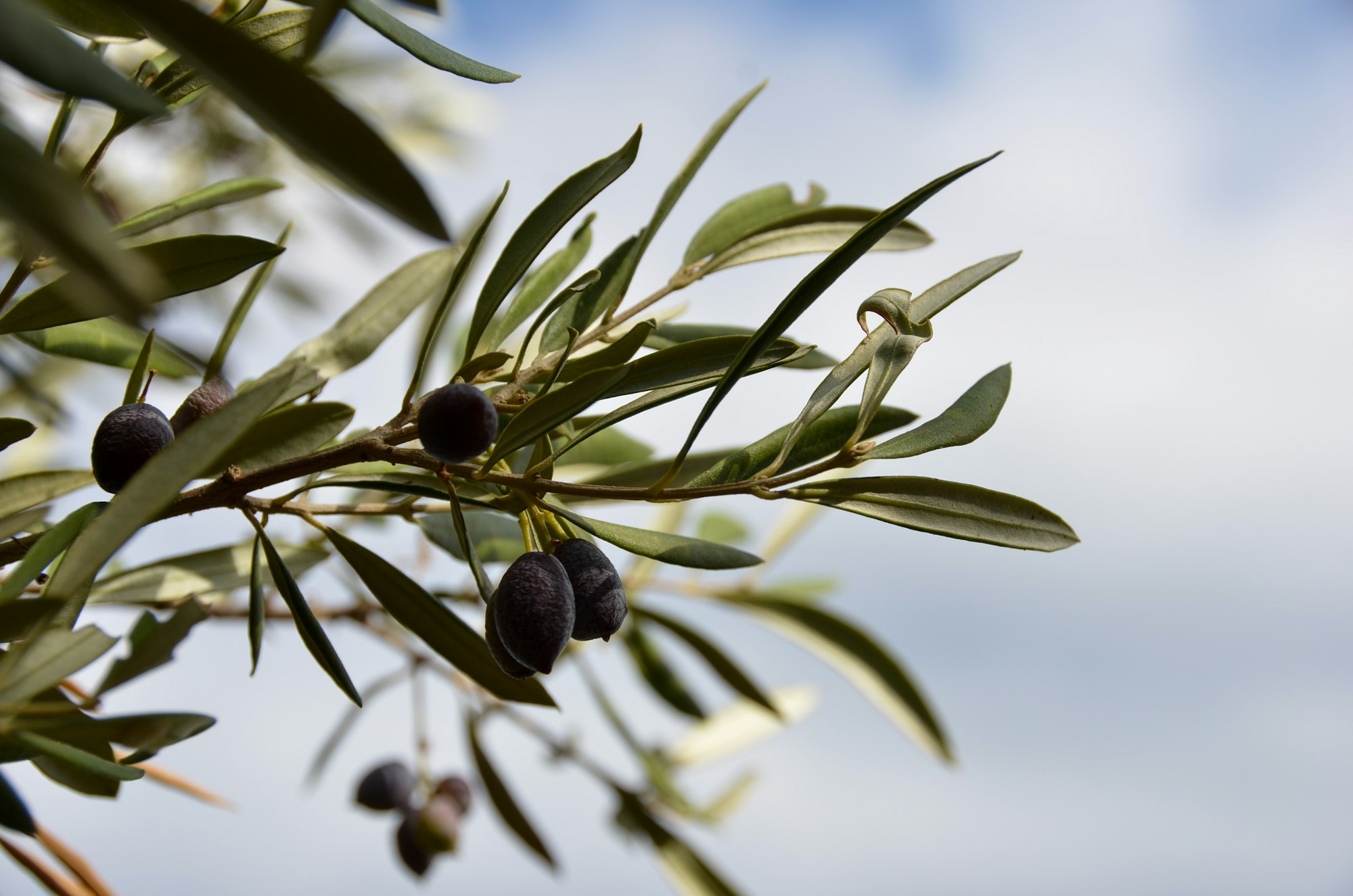 Olives mûres sur un olivier en Crète, prêtes pour la récolte d'huile d'olive extra vierge