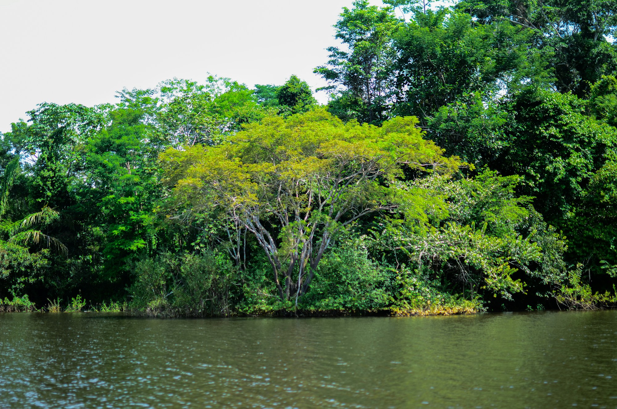 Üppige Tropenbäume an einem ruhigen Fluss in Amazonien — Delfin Wellness-Flusskreuzfahrt