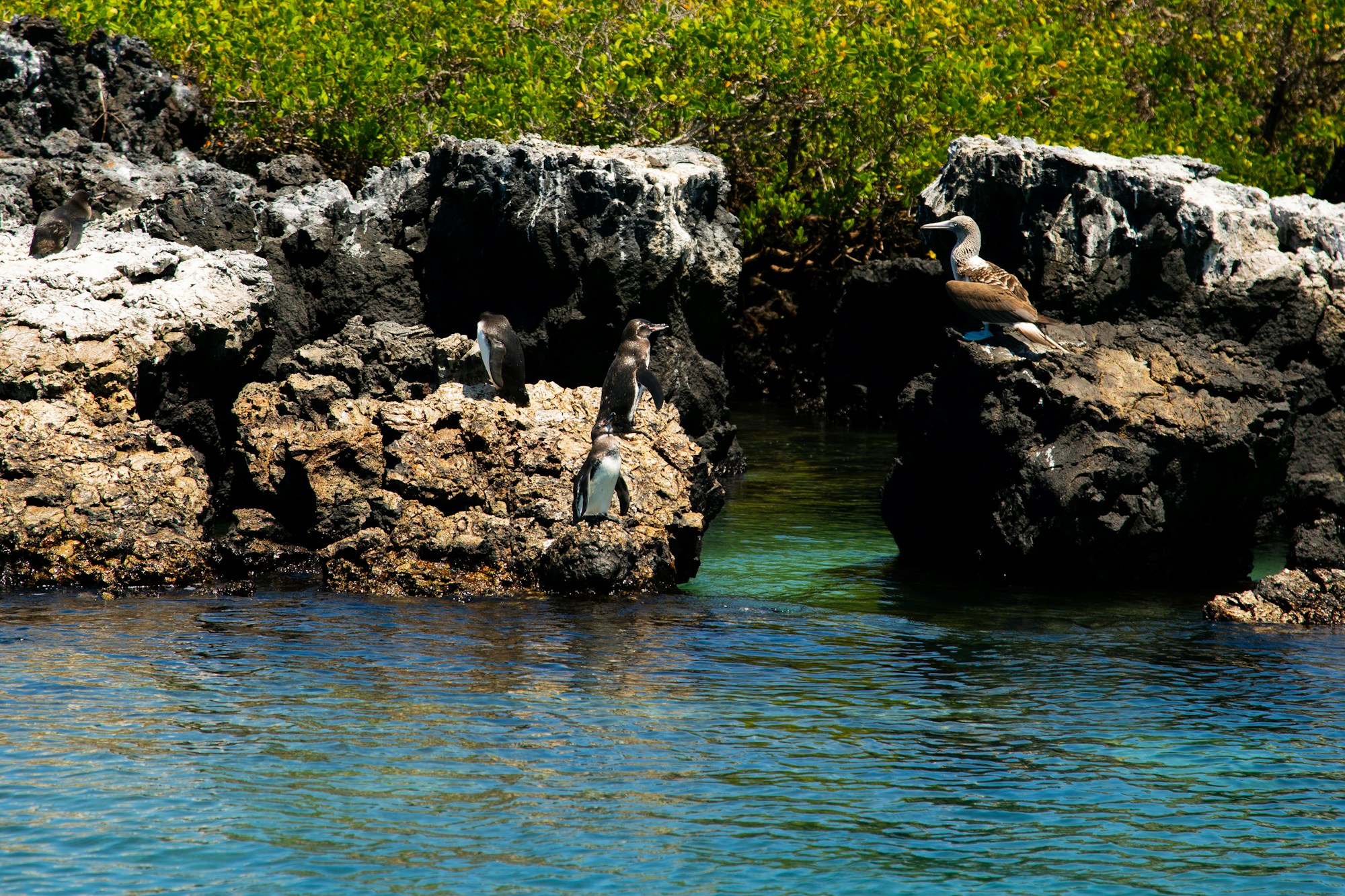 Blaufußtölpel an einer felsigen Galápagos-Küste — Ecoventura Wellness-Expeditionskreuzfahrt