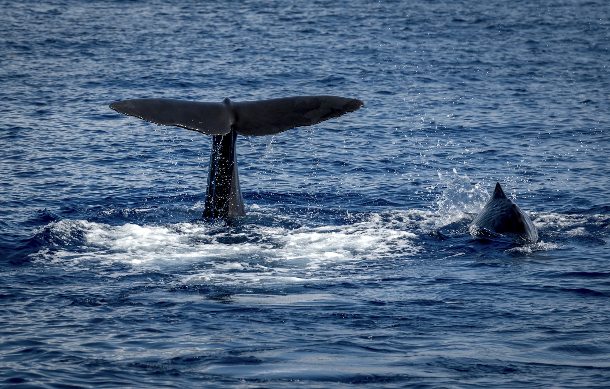 Femelle cachalot et son baleineau au large de Roseau, Dominique — observation depuis la mer des Caraïbes
