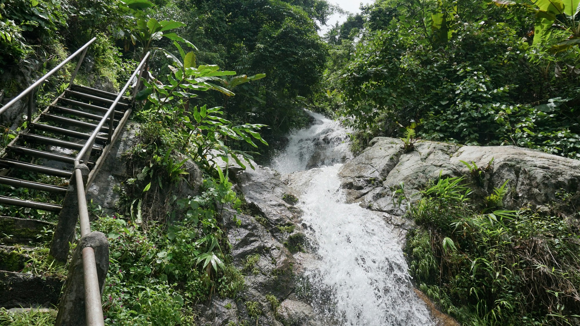 Cascade dans une forêt tropicale luxuriante, caractéristique des paysages de la Dominique