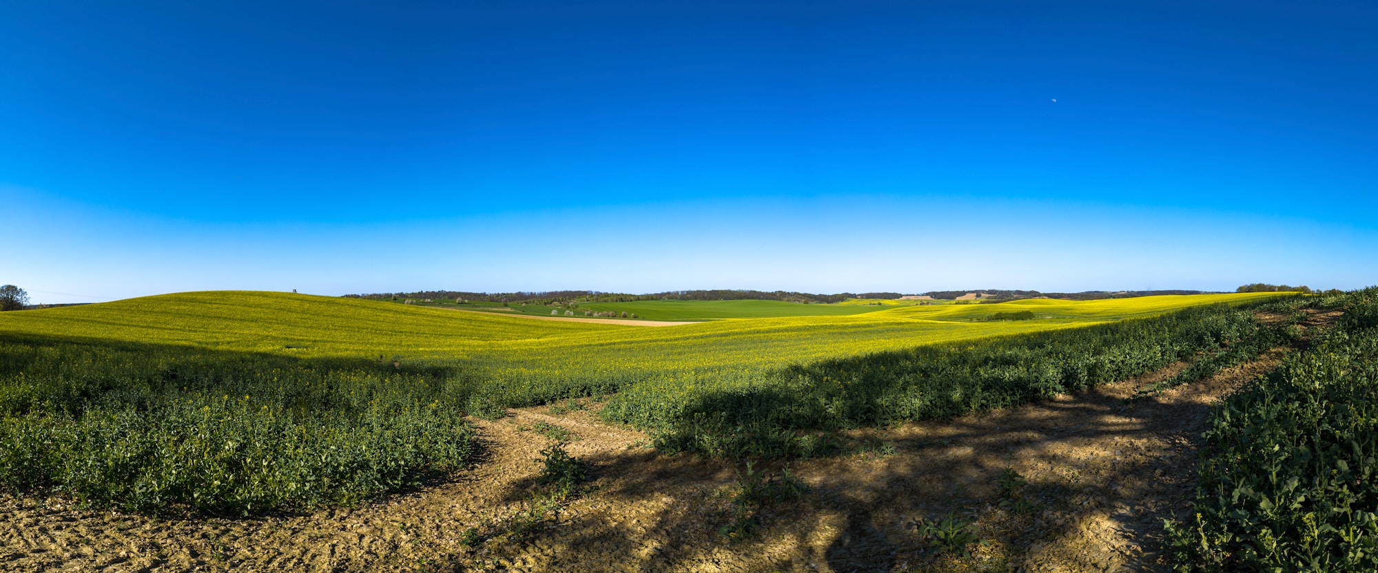 Campo de colza dorado al atardecer, materia prima del biocarburante Oleo100 utilizado por FlixBus