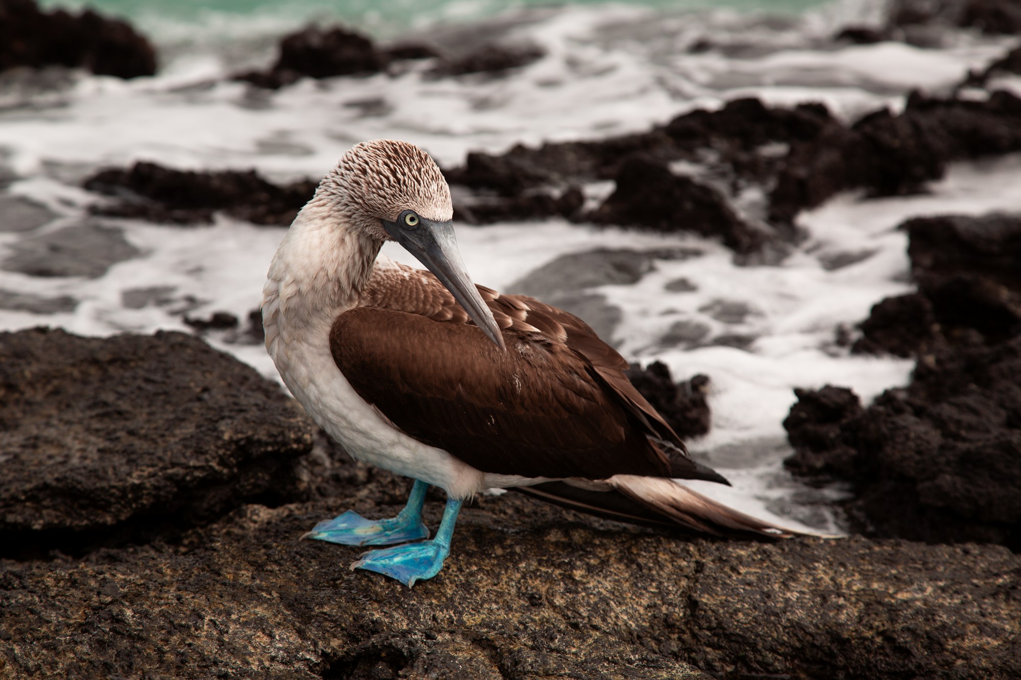 Fous à pieds bleus sur les côtes rocheuses de l'île Española aux Galápagos