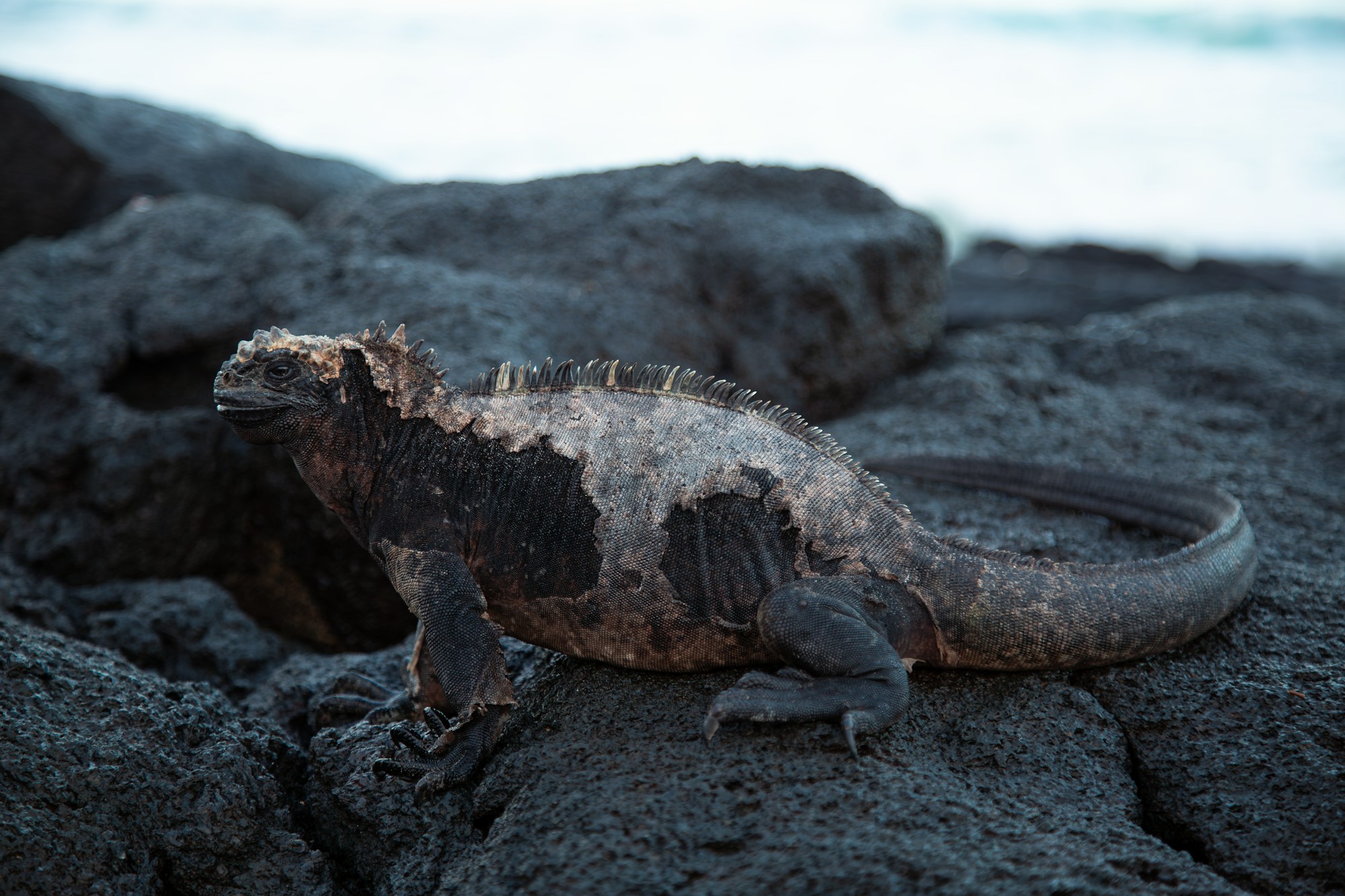 Iguane marin sur les roches volcaniques sombres de l'île Fernandina aux Galápagos