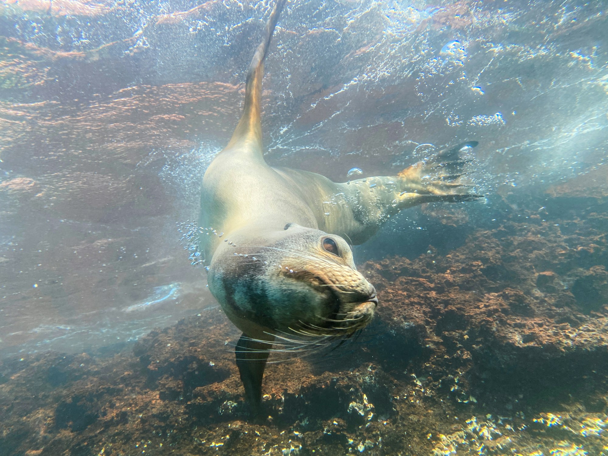 Lion de mer joueur sous l'eau dans les eaux cristallines des îles Galápagos