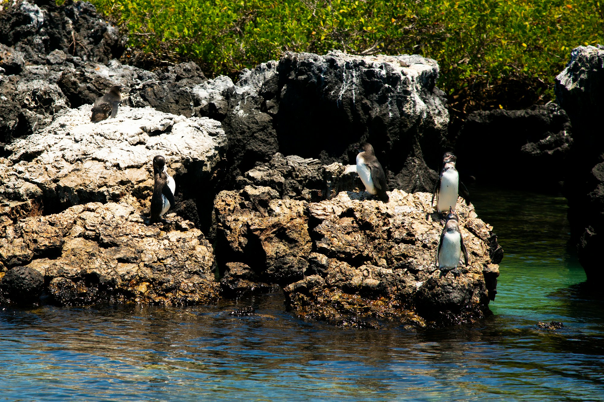 Manchots des Galápagos sur les roches volcaniques de l'archipel