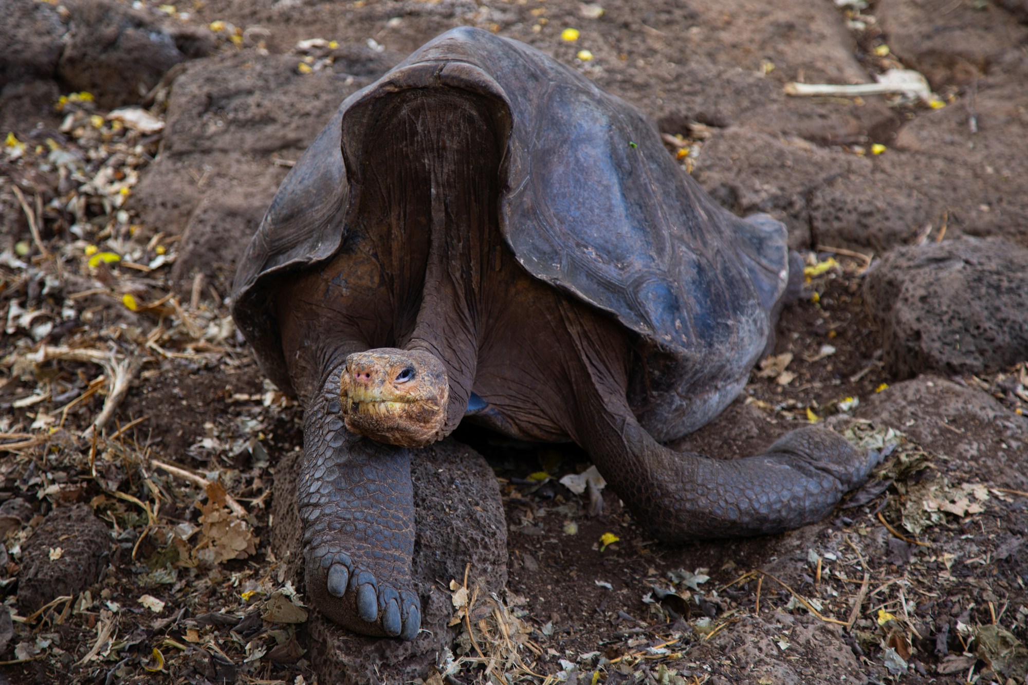 Tortue géante des Galápagos se reposant dans la réserve naturelle de Santa Cruz
