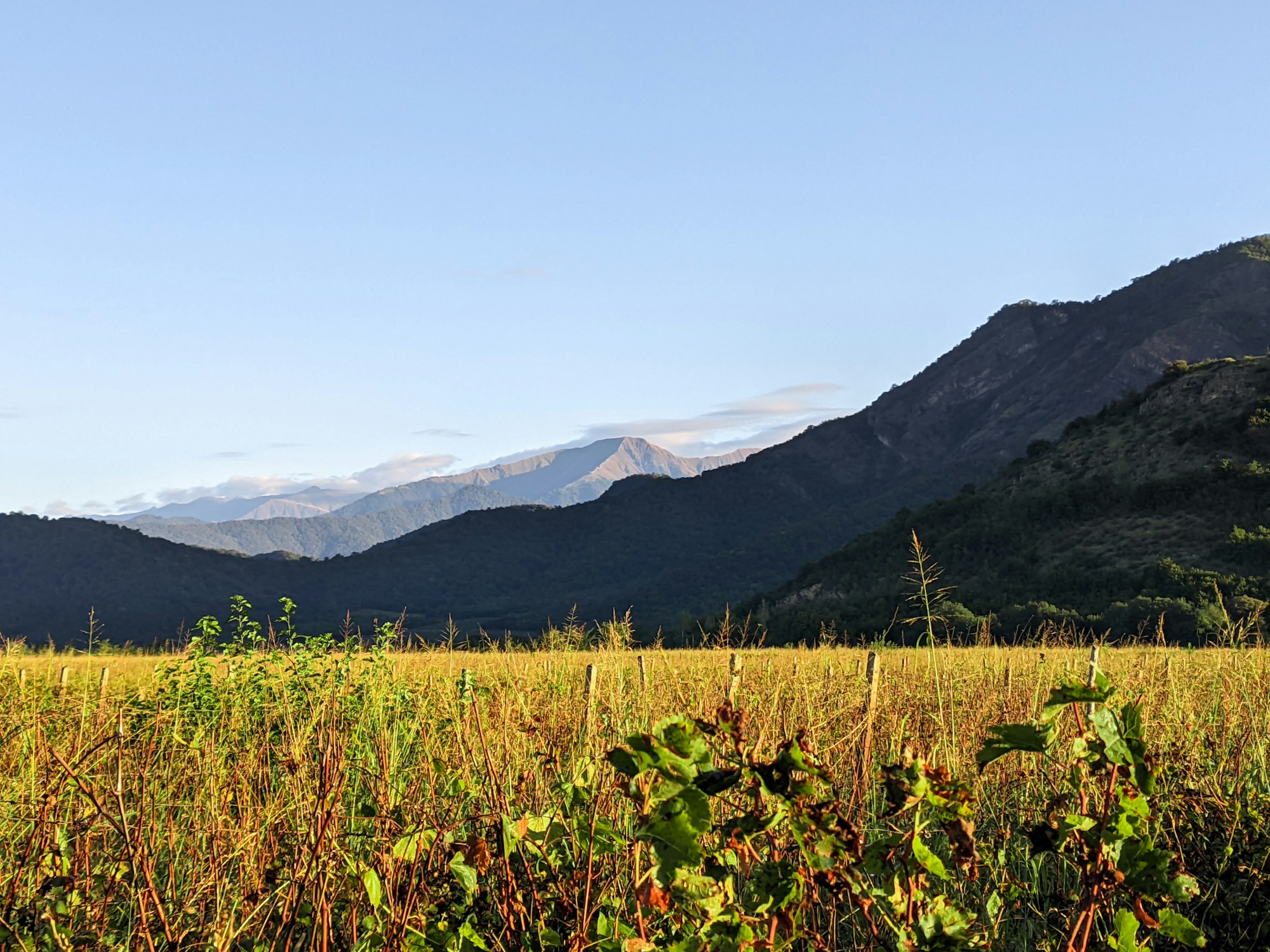 Lever de soleil doré sur les vignobles de Kakhétie en Géorgie, avec les silhouettes des montagnes du Caucase en arrière-plan