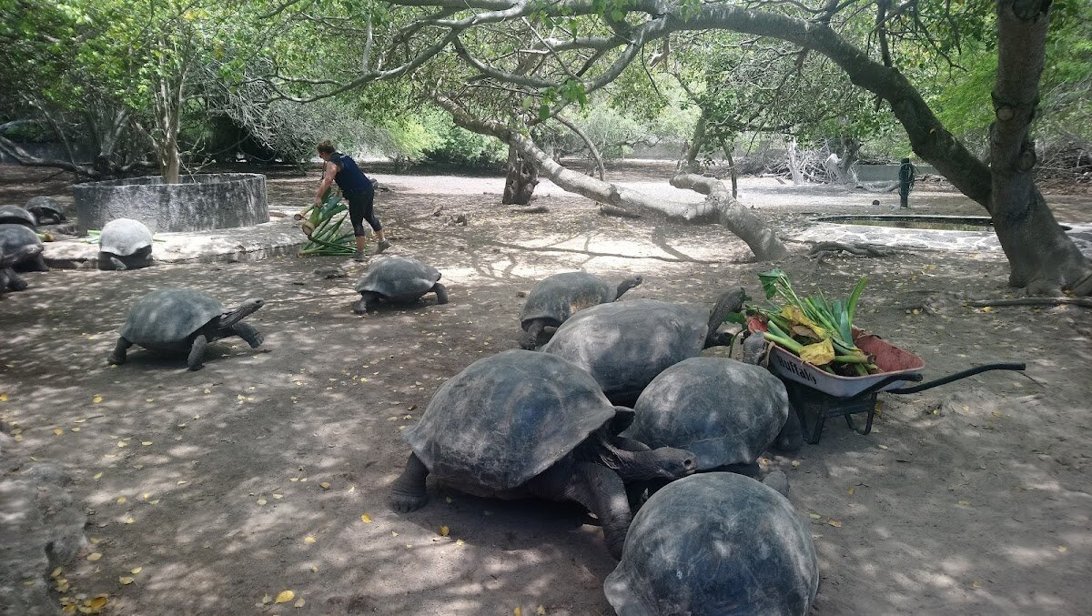 Arnaldo Tupiza Tortoise Breeding Center – Puerto Villamil, Isabela Island (photo 1)