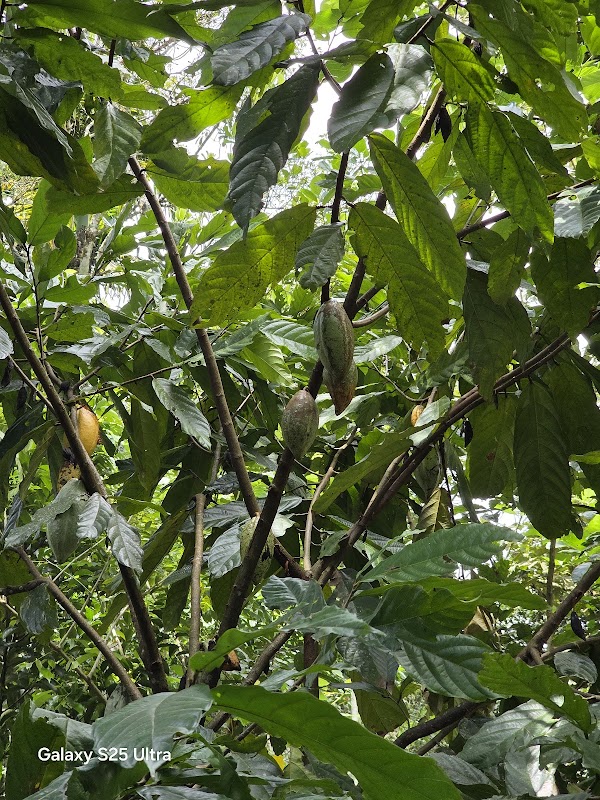Atelier pâtisserie Kerala - Thekkady Spice Garden – Alappuzha (photo 3)