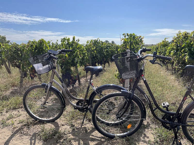 Balade à vélo dans les vignobles de Saint-Émilion – Saint-Émilion Location Vélos, Place du Marché, 33330 Saint-Émilion (photo 2)