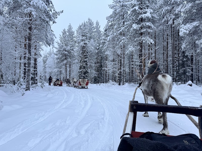 Balade en traîneau à rennes – Ferme rennes, Rovaniemi (photo 2)