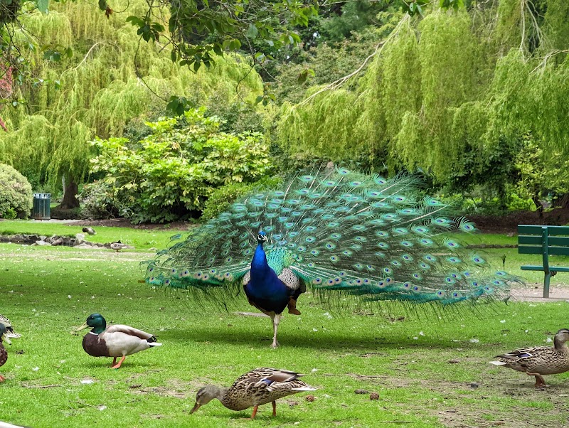 Beacon Hill Park – Victoria, Vancouver Island (photo 2)